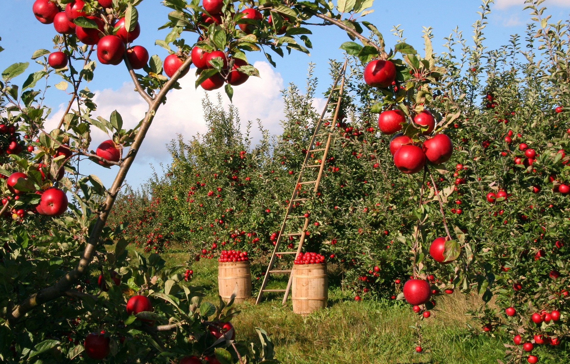 apples-1873078_1920.jpg