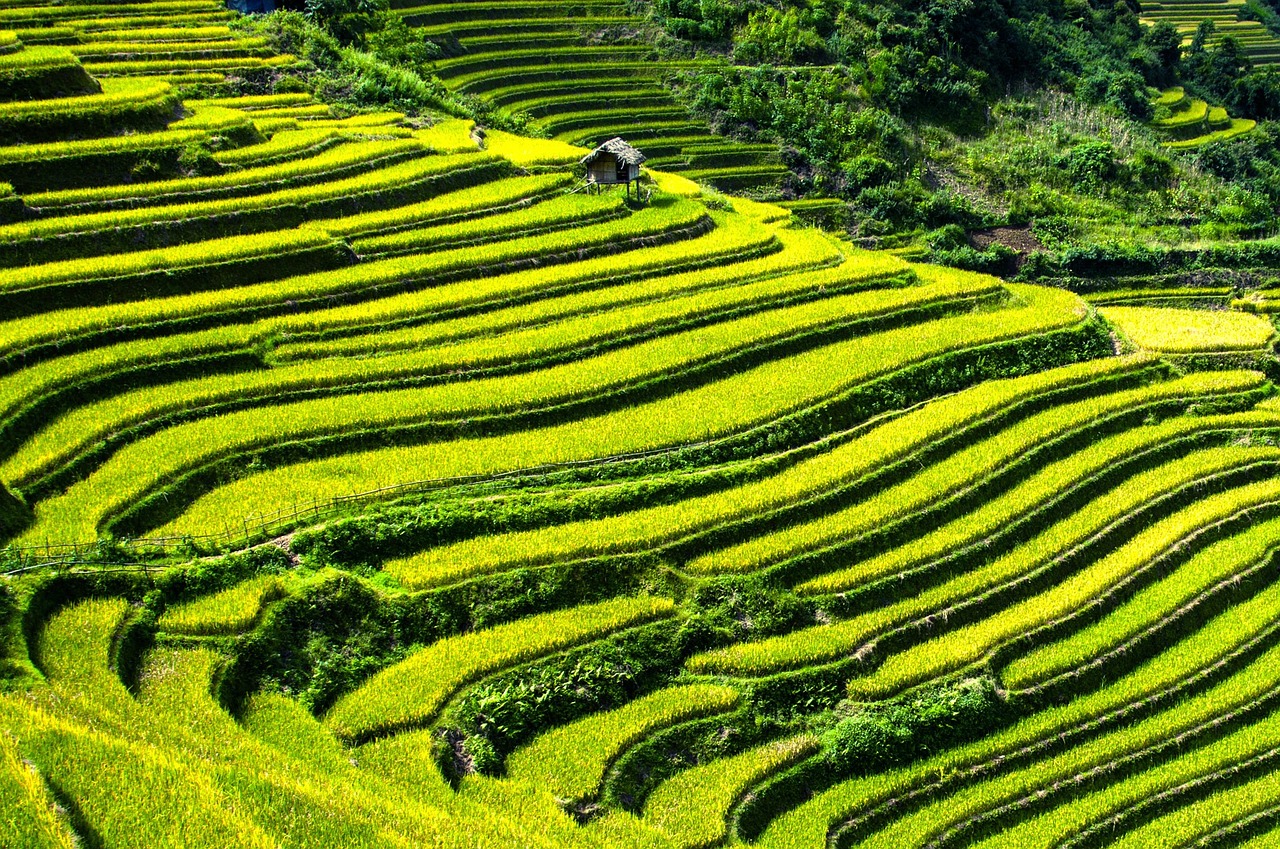 rice-terraces-164410_1280.jpg