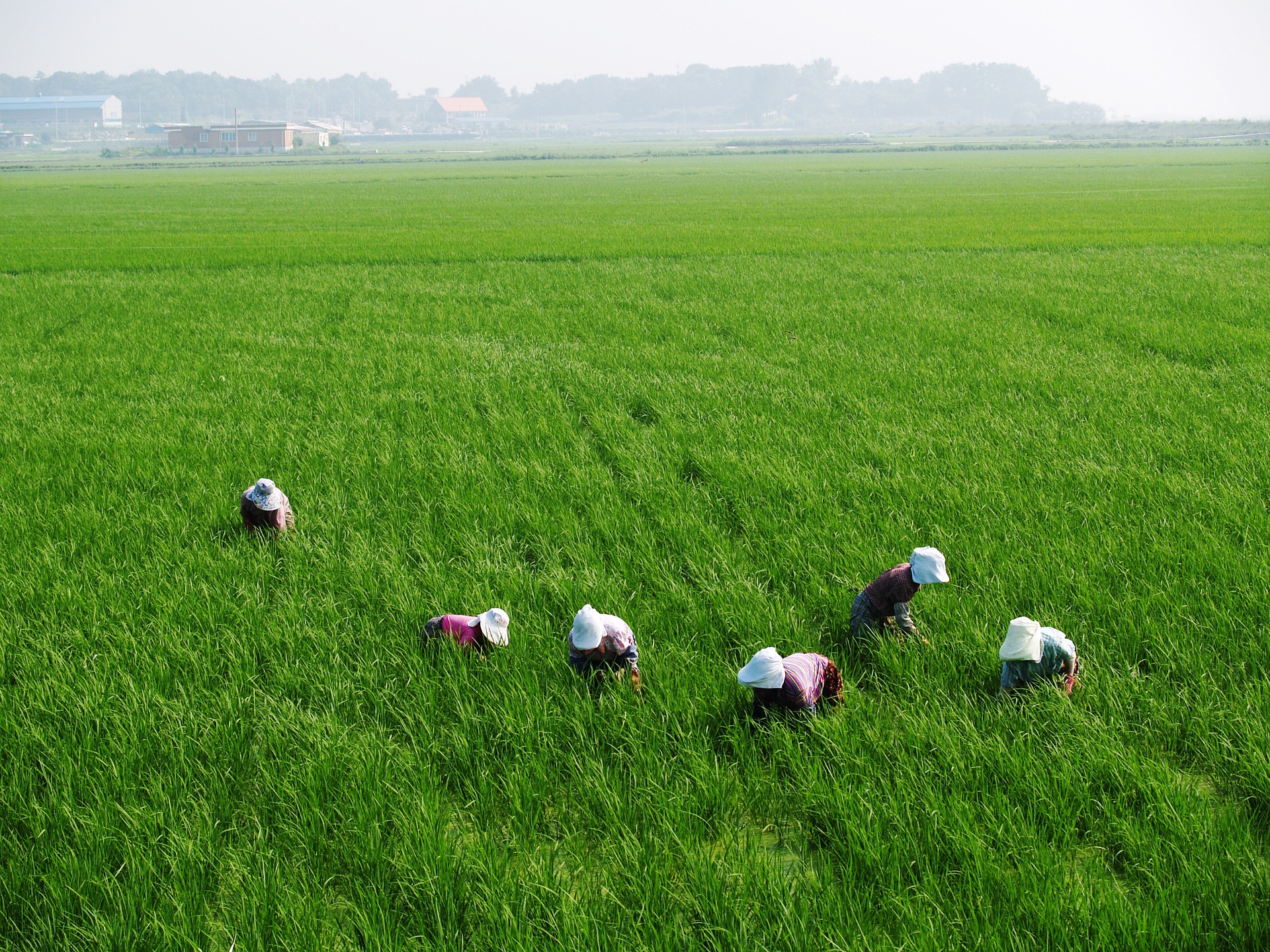 rice-paddies-75590_1920.jpg